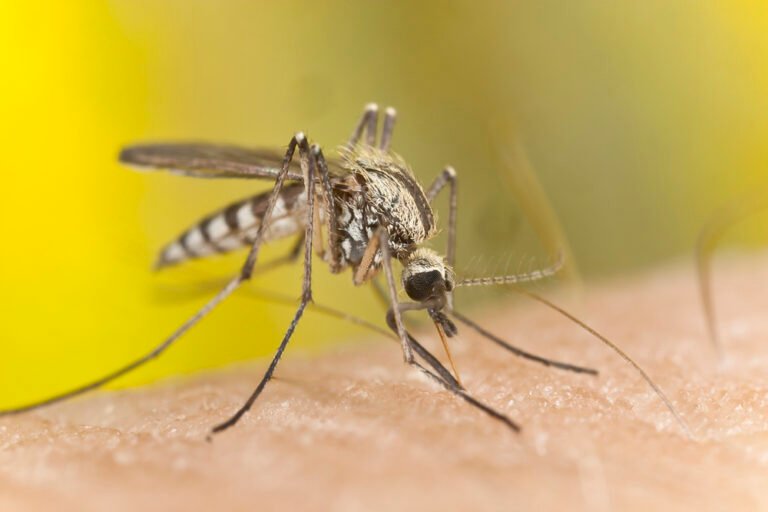 Uova di zanzara: come eliminarle per prevenire una infestazione? 1 come eliminare le uova di zanzara per prevenire infestazione