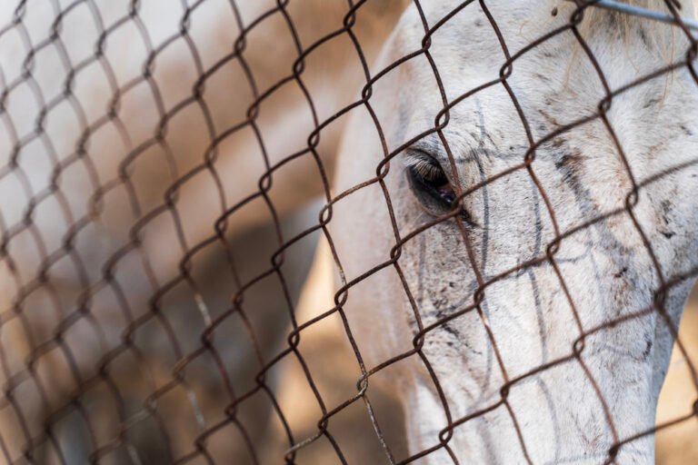 maltrattamento e tutela benessere del cavallo profili penali e civili